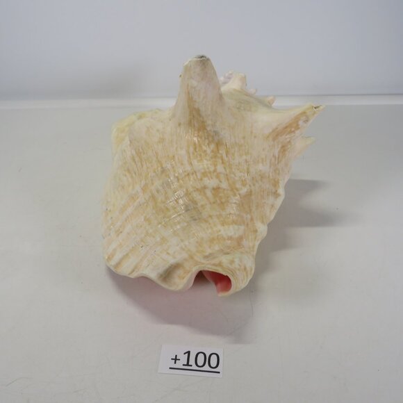 Large Real Conch Sea Shell 10" x 9.5" wide 6.5" tall - Picture 6 of 8